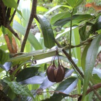 Aristolochia indica L.